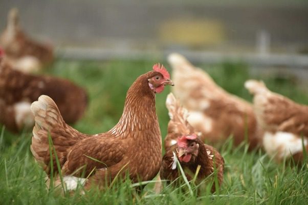 Perché le galline depongono uova con più tuorli?